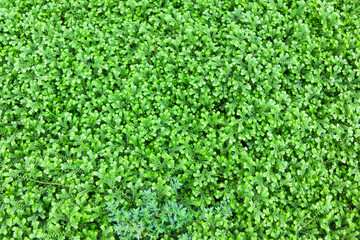 closed up of Spike Moss in forest