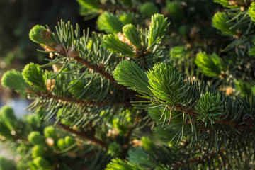 Fototapeta premium Christmas tree branches with young gently green and soft needles
