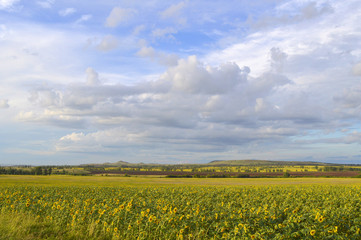 sunflowers field