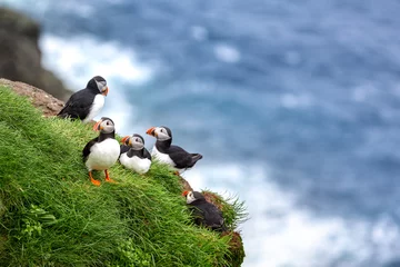 Photo sur Plexiglas Macareux moine Puffins at the Faroe Islands, wild Europe. Mykines Island