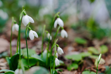 snowdrops in spring forest. first flowers pattern