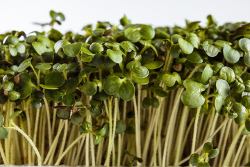 Ecologically clean food. Microgreen on a white background (close)