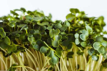 Ecologically clean food. Microgreen on a white background (close)