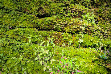 closed up of green Moss in forest