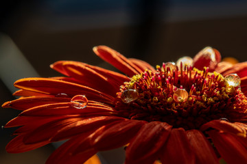 drops of water on a gerbera blossom