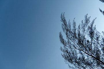 Fototapeta premium Silhouette of pine tree branches on blue sky.