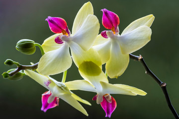 Fototapeta na wymiar Phalaenopsis Stiel mit vier Blüten und Knospen isoliert
