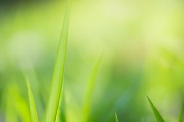 Close up beautiful view of nature green leaves on blurred greenery tree background with sunlight in public garden park. It is landscape ecology and copy space for wallpaper and backdrop.