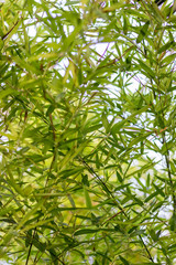 Juicy spring background of twigs and leaves of bamboo. Light soft green background. Background in asian style.