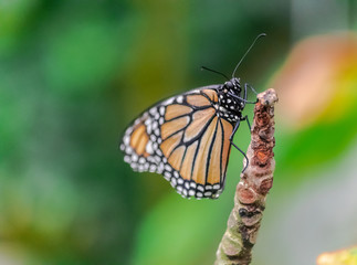 Monarch butterfly (Danaus plexippus), resting on a stem, with green jungle vegetation background