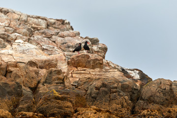 Oystercatchers at Algoa Bay on a rock of St Croix Island.