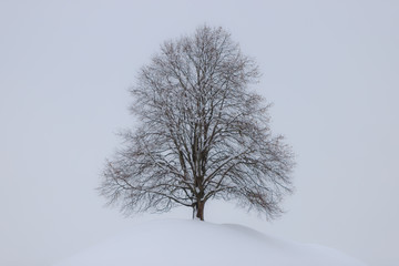 Fototapeta na wymiar Baum am Hügel