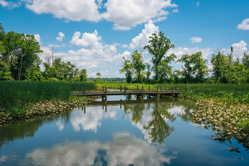 Obraz premium Wetland along the Mount Vernon Trail in Alexandria, Virginia