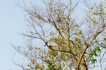 many birds catch on tree branch