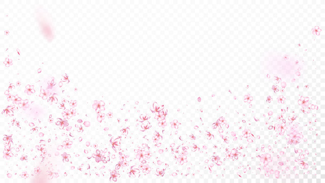 Nice Sakura Blossom Isolated Vector. Realistic Flying 3d Petals Wedding Border. Japanese Beauty Spa Flowers Illustration. Valentine, Mother's Day Spring Nice Sakura Blossom Isolated on White
