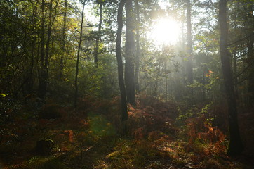 Rayon de soleil en forêt