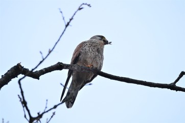 Faucon crécerelle (Falco tinnunculus)