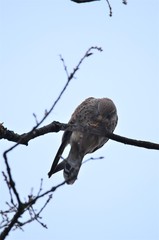 Faucon crécerelle (Falco tinnunculus)