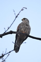 Faucon crécerelle (Falco tinnunculus)
