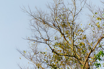 many birds catch on tree branch