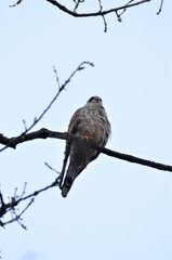 Faucon crécerelle (Falco tinnunculus)