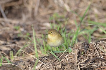 Fototapeta premium Pouillot véloce (Phylloscopus collybita)