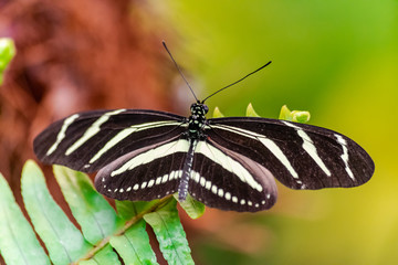 Zebra longwing butterfly (Heliconius charithonia), with open wings on a green leaf