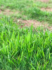 Closeup of green lawn with selective focus.