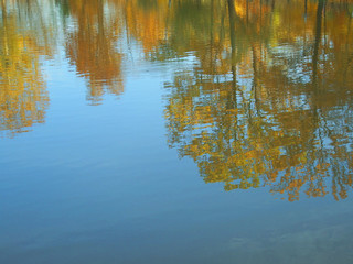 reflection of vegetation in the water