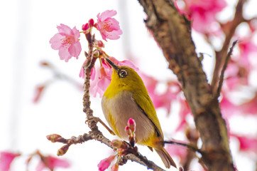 Japanese White-eye, Zosterops japonicus on tree branch for eating nectar from pink cherry blossom