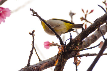 Japanese White-eye, Zosterops japonicus on tree branch for eating nectar from pink cherry blossom