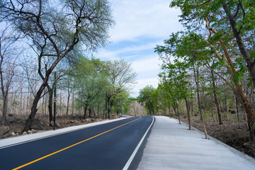 countryside road surrounded by trees