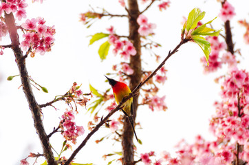 Aethopyga gouldiae on tree branch for eating nectar from pink cherry blossom