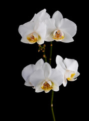 Fototapeta na wymiar Orchids flowers on banch isolated on black background.