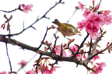 motion blur of Japanese White-eye, Zosterops japonicus moving on tree branch for eating nectar from pink cherry blossom