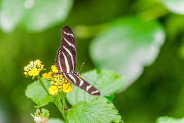 Zebra longwing butterfly (Heliconius charithonia), with open wings on a yellow asclepia flower