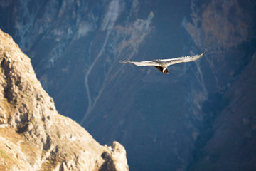 Andean Condor flying over the Colca Canyon in Peru