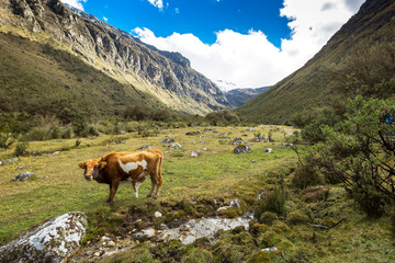Fototapeta na wymiar Cow in mountain landscape high altitude near Huaraz, Peru