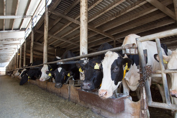 Black and white cows in large cowshed