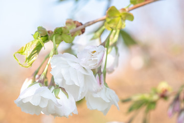 Prunus serrulata Shirotae