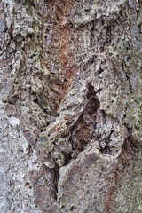 Baumrinde