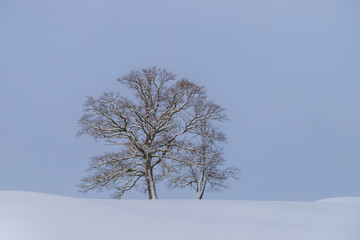 Fototapeta na wymiar Baum am Hügel