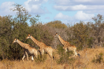 Giraffe 32
