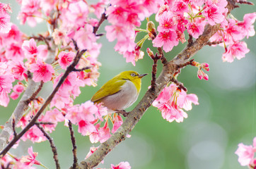 Japanese White-eye, Zosterops japonicus on tree branch for eating nectar from pink cherry blossom