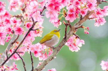 Fototapeta premium Japanese White-eye, Zosterops japonicus on tree branch for eating nectar from pink cherry blossom