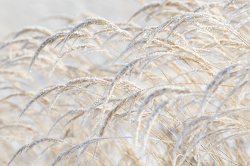 Grass branches frozen in the ice. Frozen grass branch in winter. Branch covered with snow.