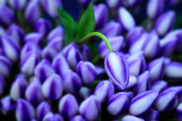 Obraz premium The blue tulip on the background of the blue tulips