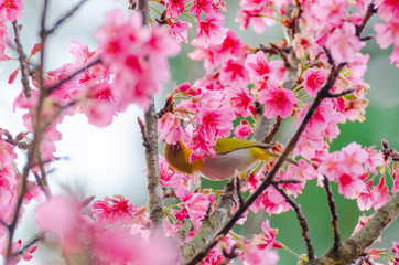 Japanese White-eye, Zosterops japonicus on tree branch for eating nectar from pink cherry blossom