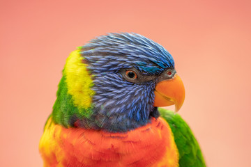 Portrait of a beautiful parrot