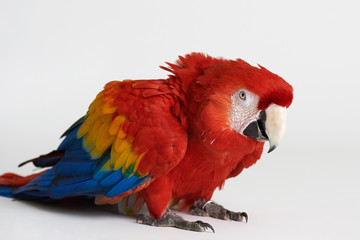 Obraz premium Angry red parrot